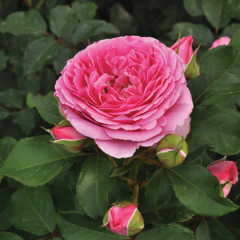Shrub Rose &