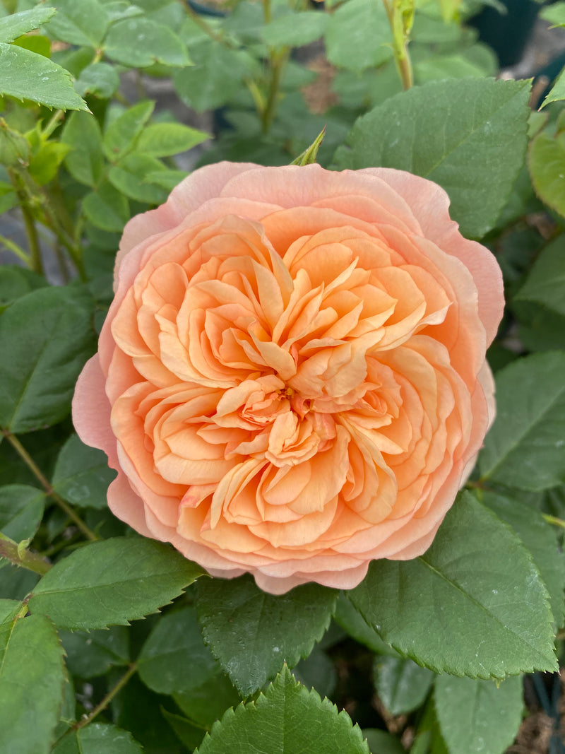 Shrub Rose - Eveline Wild (1 x 4L Pot)
