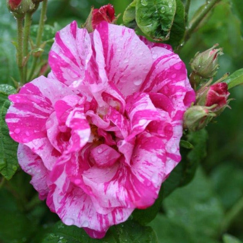 Rosa Gallica Versicolor – Old Garden Rose (Bare Root, Pre-Order) The Rose Press Garden