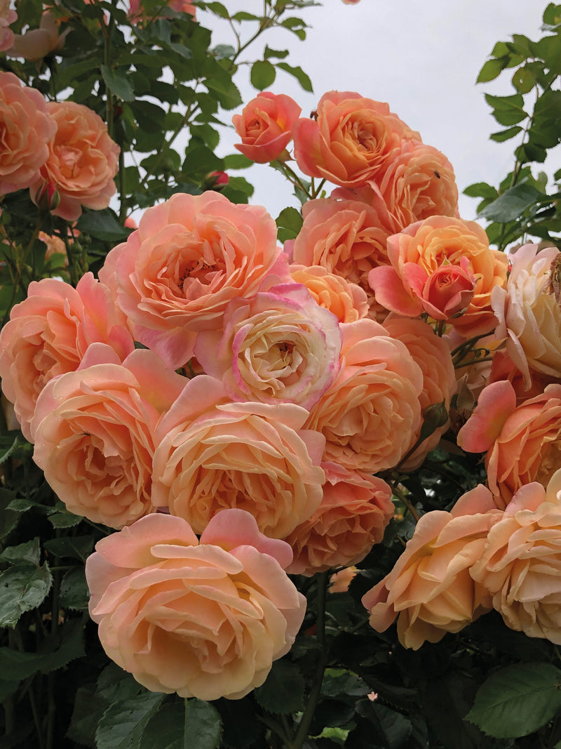 Climbing Rose &