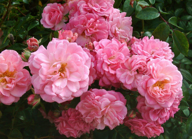 Rural England (Classic Climbing Rose Bare Root x 1 ) *PREORDER*