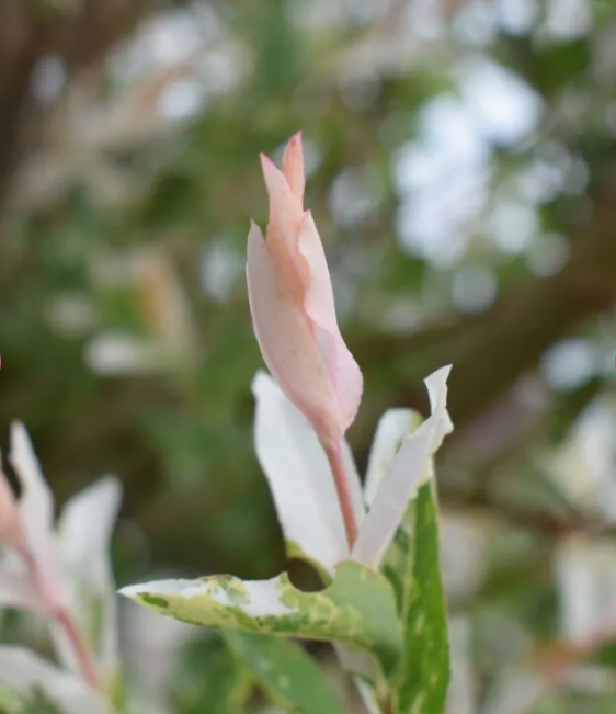 Salix Hakuro Nishiki Tree (7l container)