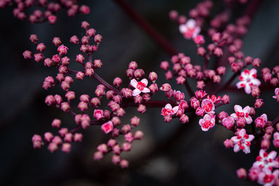 Sambucus nig por Black Beauty® Gerda Tree The Rose Press Garden