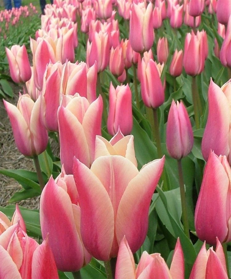 Tulip 'Sanne' (15 Bulbs) The Rose Press Garden