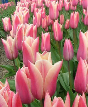 Tulip 'Sanne' (15 Bulbs) The Rose Press Garden