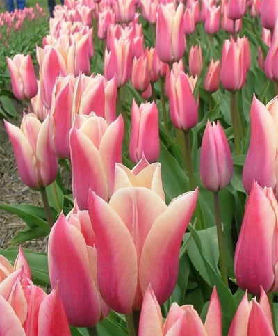 Tulip 'Sanne' (15 Bulbs) The Rose Press Garden