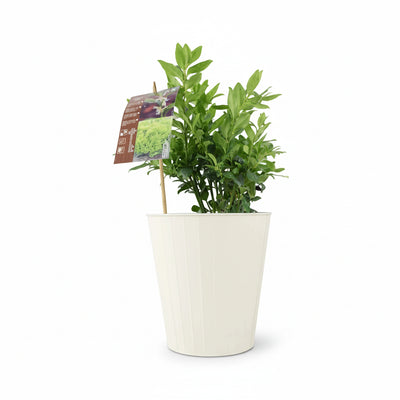 Sarcococca Confusa - Sweet Box Evergreen Shrub in 3L Pot The Rose Press Garden