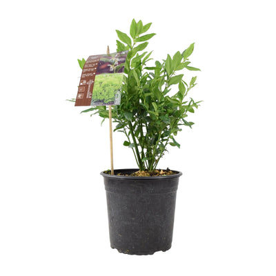 Sarcococca Confusa - Sweet Box Evergreen Shrub in 3L Pot The Rose Press Garden