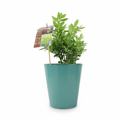 Sarcococca Confusa - Sweet Box Evergreen Shrub in 3L Pot The Rose Press Garden