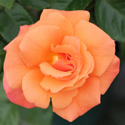 Scent From Heaven Rose 5.5L Pot Award-Winning Fragrant Salmon-Orange Blooms The Rose Press Garden