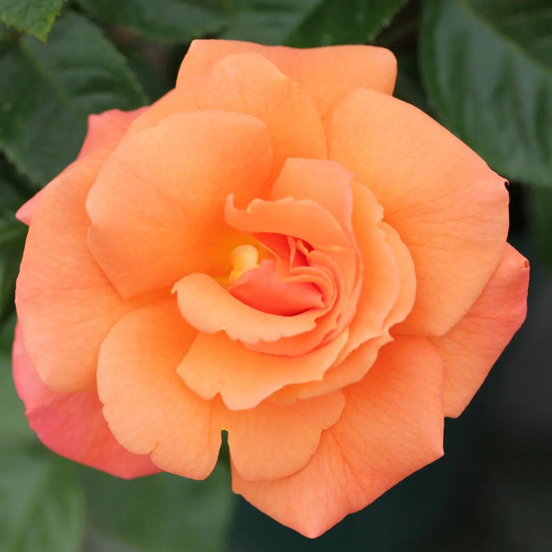 Scent From Heaven Rose 5.5L Pot Award-Winning Fragrant Salmon-Orange Blooms The Rose Press Garden