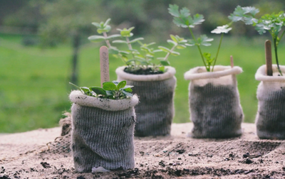 Biodegradable Wool Pots (Pack of 10)