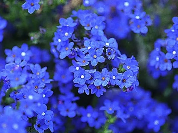 Anchusa Blue Angel (SEED SALE - OLD PACKAGING) (1)