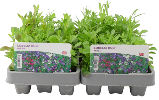 Lobelia Bush Mixed (24 x plug plants)