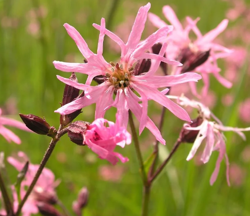 Ragged Robin (SEED SALE - OLD PACKAGING) (21)