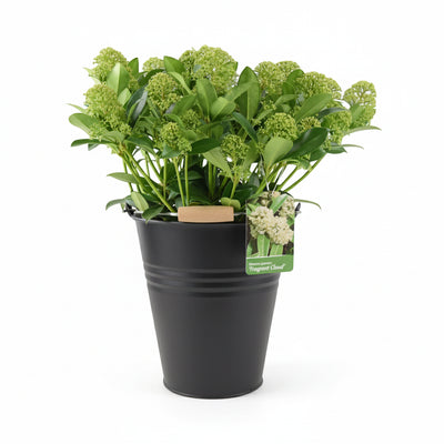 Skimmia Japonica Fragrant Cloud 5L Pot - Evergreen Scented Shrub The Rose Press Garden