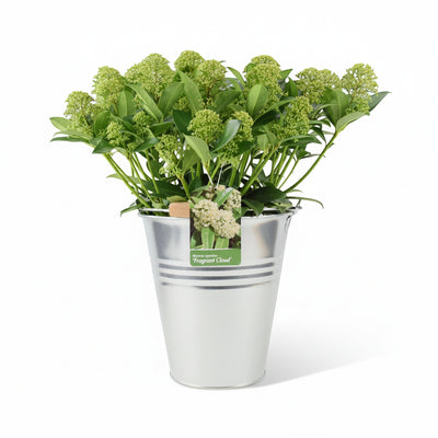 Skimmia Japonica Fragrant Cloud 5L Pot - Evergreen Scented Shrub The Rose Press Garden