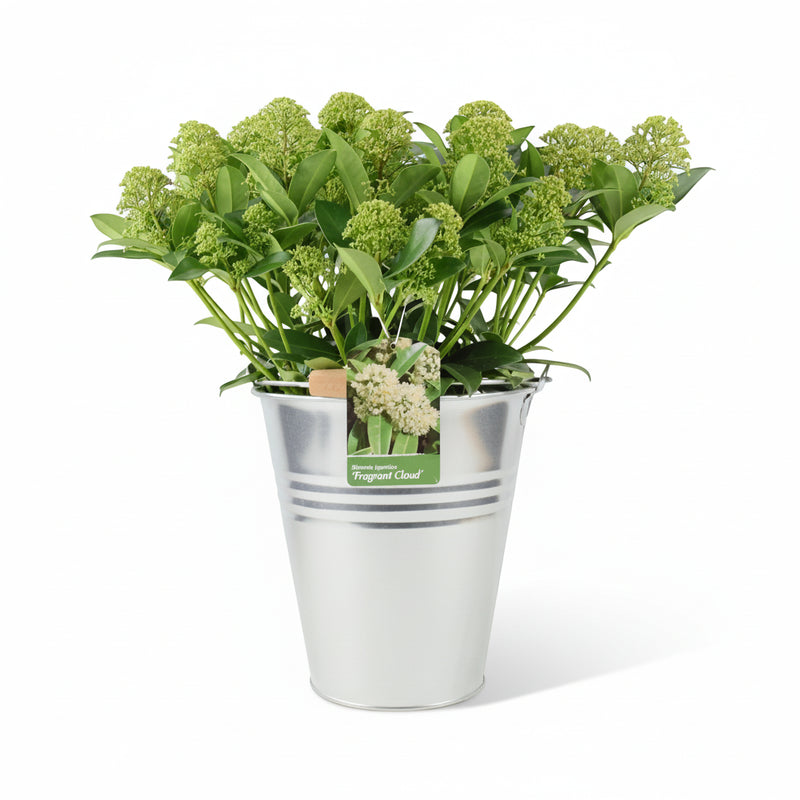 Skimmia Japonica Fragrant Cloud 5L Pot - Evergreen Scented Shrub The Rose Press Garden