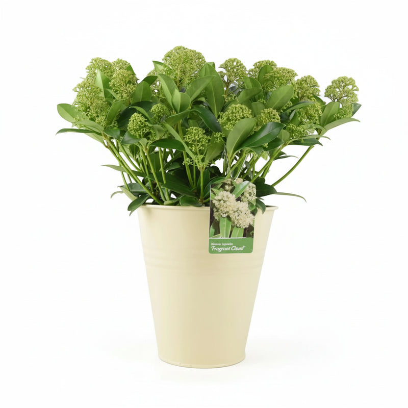 Skimmia Japonica Fragrant Cloud 5L Pot - Evergreen Scented Shrub The Rose Press Garden