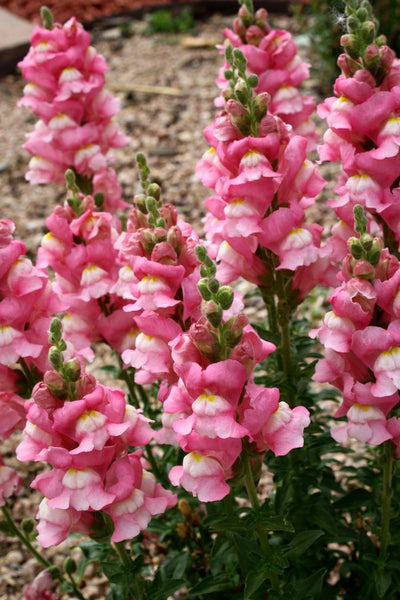 Snapdragon 'Pink' (SEED SACHET ONLY) The Rose Press Garden