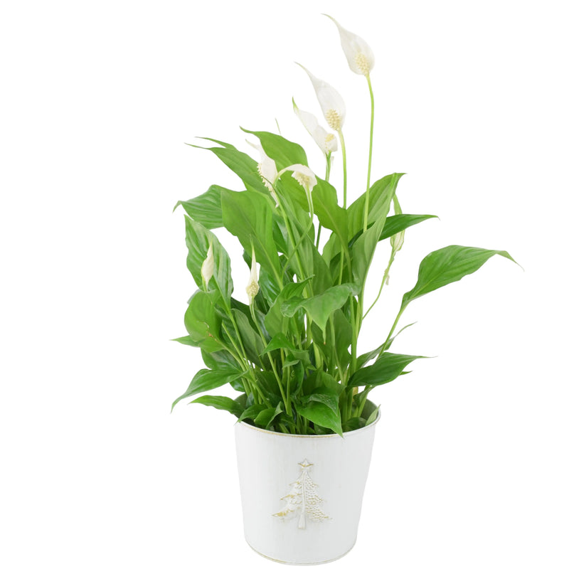 Peace Lily in Christmas Tree Pot | 12cm Christmas Tree Zinc Pot The Rose Press Garden