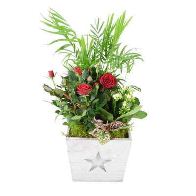 Square Wooden Christmas Planted Arrangement - Indoor Festive Plants The Rose Press Garden