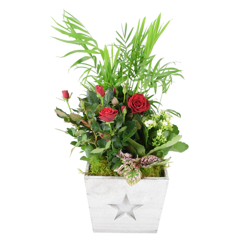Square Wooden Christmas Planted Arrangement - Indoor Festive Plants The Rose Press Garden