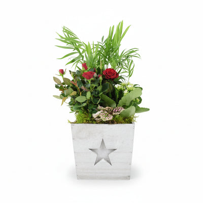 Square Wooden Christmas Planted Arrangement - Indoor Festive Plants The Rose Press Garden