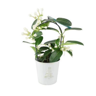 Stephanotis Floribunda Jasmine Hoop – White Fragrant Flowers in Christmas Tree The Rose Press Garden