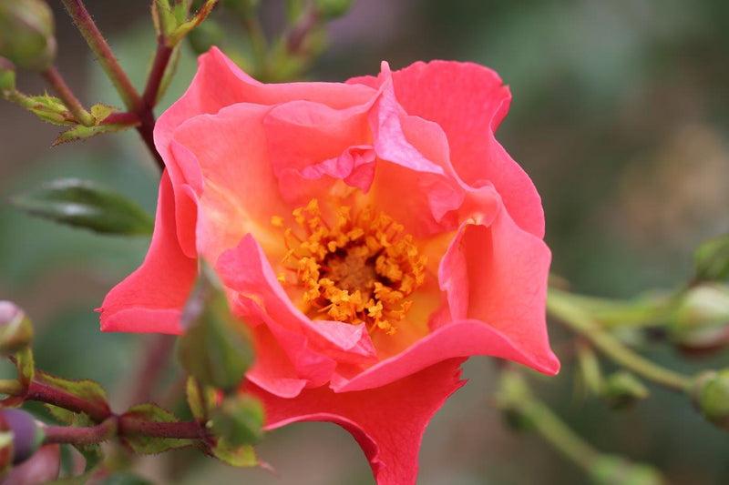 Summer Wine (Traditional Climbing Rose x 1 Bare Root) *PREORDER*