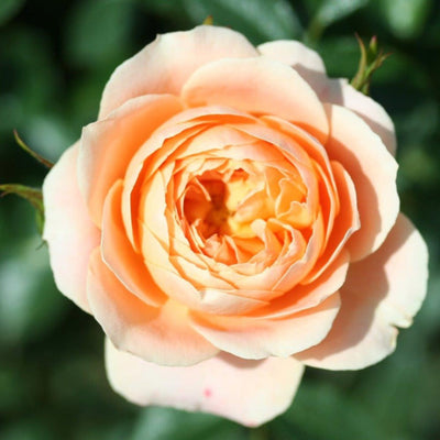 Sweet Dream – Floribunda Rose (Bare Root, Pre-Order) The Rose Press Garden