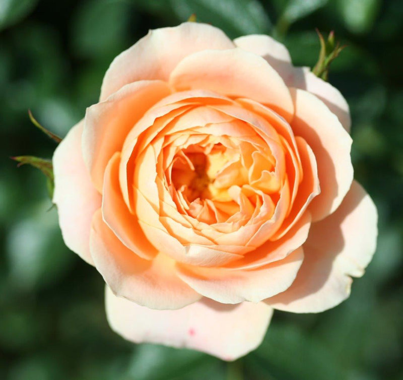 Sweet Dream (Patio Rose Bare Root x 1 ) *PREORDER*