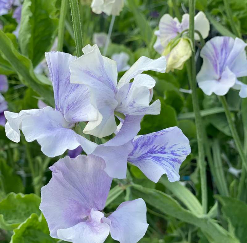 Sweet Pea &