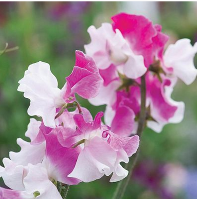 Sweet Pea 'Route 66' (SEED SACHET ONLY) The Rose Press Garden