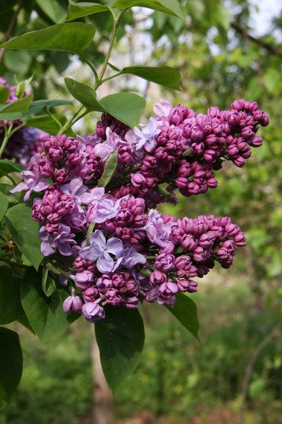 Syringa vul Katherine Havemeyer Tree The Rose Press Garden