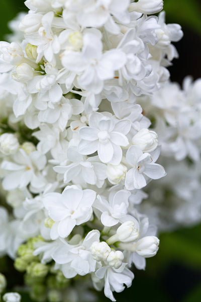 Syringa vul Madame Lemoine Tree The Rose Press Garden