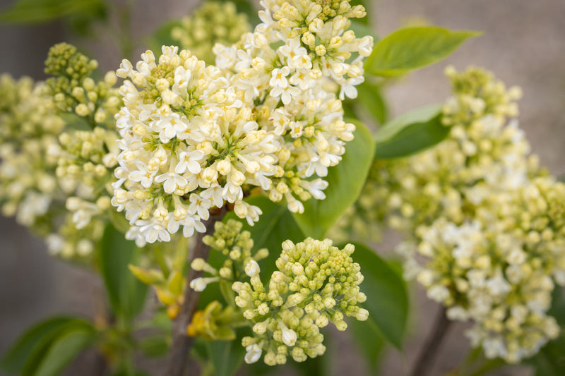 Syringa vul Primrose Tree The Rose Press Garden