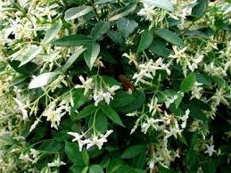Trachelospermum asiaticum ‘Bella’ – Bella Star Jasmine (3L Plant) The Rose Press Garden