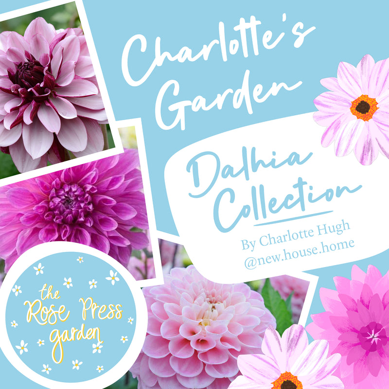 Charlotte&