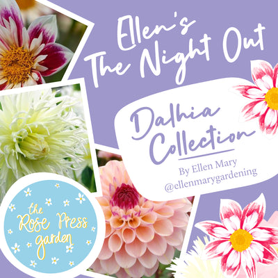 Ellen's Night Out Collection (9x tubers)
