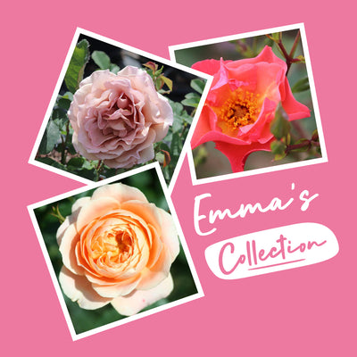 Emma's Bare Root Rose Collection (3 x Rose Bare Roots)
