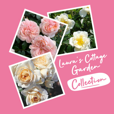 Laura's Cottage Garden Collection (3 x Rose Bare Roots)