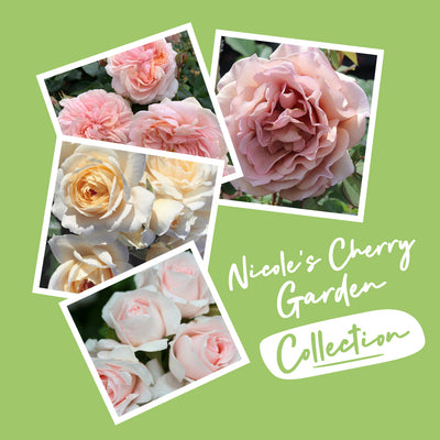 Nicole's Cherry Garden Bare Root Rose Collection (4 x Rose Bare Roots)
