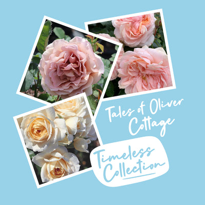 Tales of Oliver Cottage 'The Timeless Collection' (3 x Bare Root Roses)