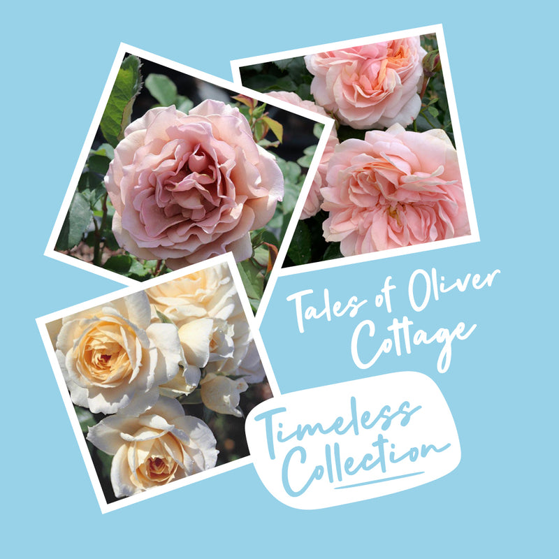 Tales of Oliver Cottage &