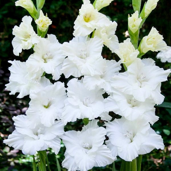 Gladioli &