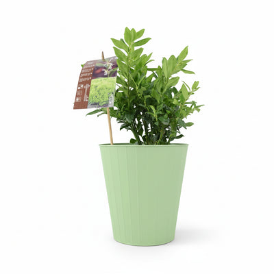 Sarcococca Confusa - Sweet Box Evergreen Shrub in 3L Pot The Rose Press Garden