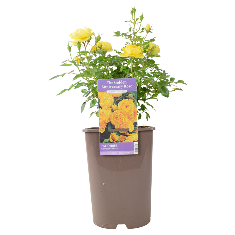The Golden Anniversary Rose – Golden Yellow Patio Rose with Light Fragrance The Rose Press Garden