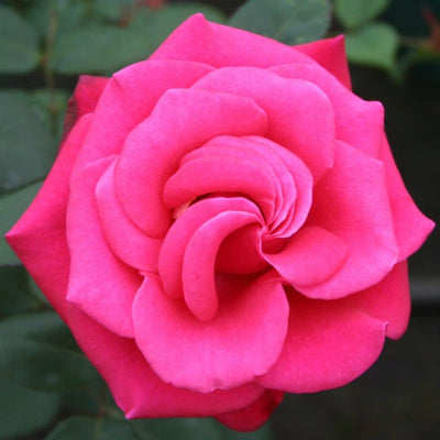 Home Florist Timeless Charisma – Hybrid Tea Rose (Bare Root, Pre-Order) The Rose Press Garden