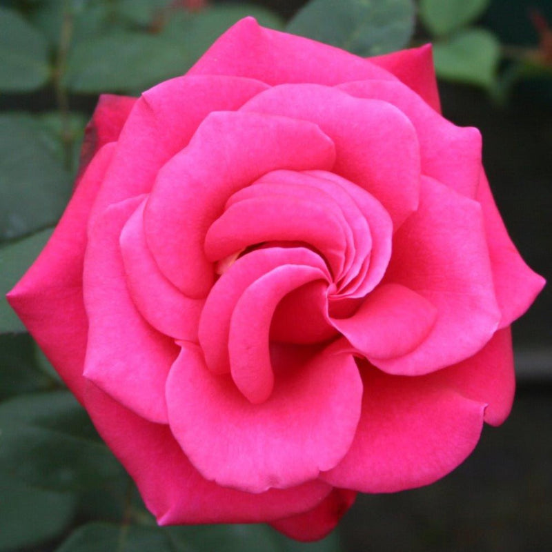Home Florist Timeless Charisma – Hybrid Tea Rose (Bare Root, Pre-Order) The Rose Press Garden